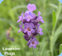 Lavender Plugs - Lavender Hidcote